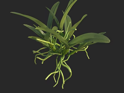 Lush Green Indoor Plant With Long Thin Roots And Foliage On Dark Background 3d model
