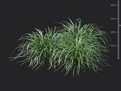 Lush Green Ornamental Grass With Long Slender Leaves In Clump Growth 3d model