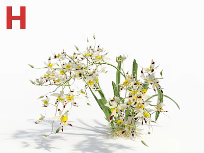 White and yellow blooming flowers with green stems and leaves isolated on white background 3d model