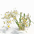 White and yellow blooming flowers with green stems and leaves isolated on white background