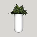 Lush Green Bonsai Potted Plant In White Ceramic Cylinder Vase For Indoor Decor