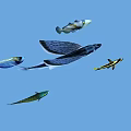 Colorful Aquatic Fish In Blue Background Featuring Flying Fish And Tropical Species