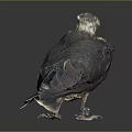 Dark Brown Raptor Standing with Yellow Eyes and Claws on Black Surface Gray Background