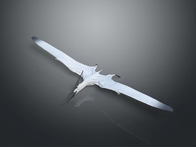 Realistic Prehistoric Pterosaur Animal With Outstretched Wings And Long Beak Flying Model 3d model
