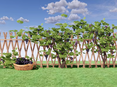 Grape Vines Growing On Wooden Fence With Wicker Basket Grapes Green Grass And Blue Sky 3d model