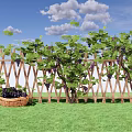 Grape Vines Growing On Wooden Fence With Wicker Basket Grapes Green Grass And Blue Sky