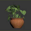 Green Leafy Plant with Yellow Veins Growing in Orange Terracotta Pot