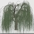Weeping Willow Tree with Long Green Hanging Branches and Brown Trunk 3d model