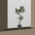 Bonsai Potted Plant On Window Sill With White Blinds Green Leaves And Dark Pot