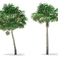 Two Tall Arbor Trees With Lush Green Palm Leaves And Straight Trunks