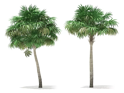 Two Tall Arbor Trees With Lush Green Palm Leaves And Straight Trunks 3d model