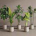 Indoor Decorative Potted Plants With Various Green Leafy Species In Gray Ceramic Pots