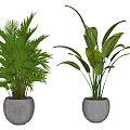 Two Potted Green Plants With Different Leaf Shapes In White Round Pots