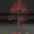 Tall Arbor With Vibrant Red Leaves And Fallen Leaves Around Small Shrubs