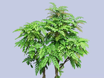 Healthy Green Shrub With Lush Dense Foliage And Natural Branch Structure In Garden 3d model