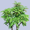 Healthy Green Shrub With Lush Dense Foliage And Natural Branch Structure In Garden