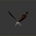 Orange and black butterfly with white spots spread wings detailed wing textures on dark background