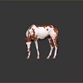 Red and White Horse With Head Down Sniffing On Reflective Gray Ground