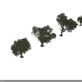 Various Olive Trees With Distinct Natural Shapes And Landscape Design Elements