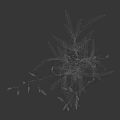 Green Flowering Plant With Slender Stems Leaves Flower Buds And Exposed Roots On Black Background
