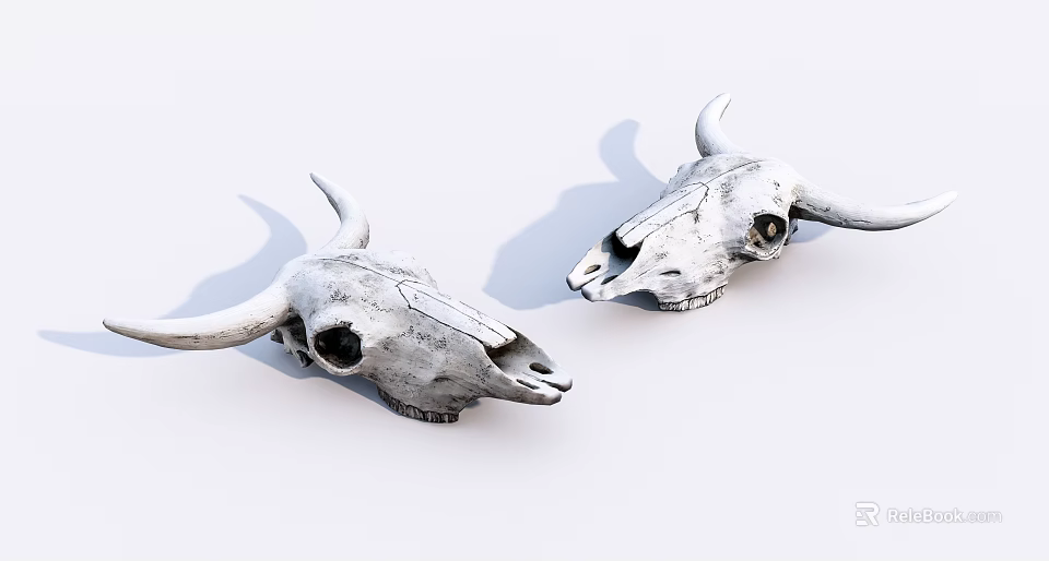 Two Cow Skull Specimens With Intricate Bone Structure Details Displayed 3d model