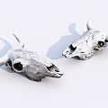 Two Cow Skull Specimens With Intricate Bone Structure Details Displayed 3d model
