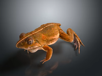 Brown Frog With Dorsal Stripe Close Up On Gray Background Shiny Skin Texture 3d model