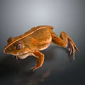 Brown Frog With Dorsal Stripe Close Up On Gray Background Shiny Skin Texture