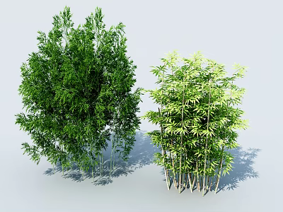 Lush Green Bamboo Plants With Tall Stems And Vibrant Foliage In Natural Setting 3d model