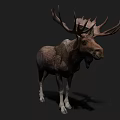 Large Antlered Moose With Brown Fur And White Legs In Dark Background