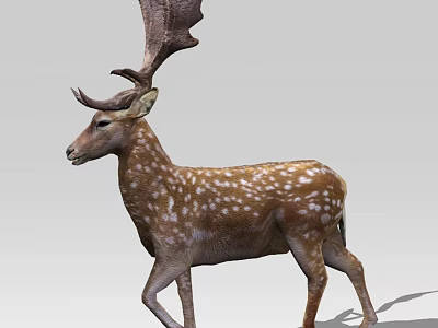 Spotted Reptile Walking In Natural Habitat With Detailed Skin Patterns 3d model
