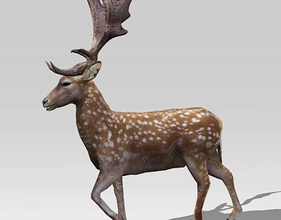 modern deer sika deer animal 3d model modern deer sika deer animal 3d model