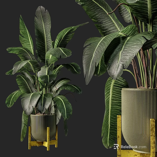 Dark Green Large Leaf Potted Plants In Golden Decorated Tall Stand Flower Pots 3d model 