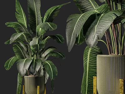 Dark Green Large Leaf Potted Plants In Golden Decorated Tall Stand Flower Pots 3d model