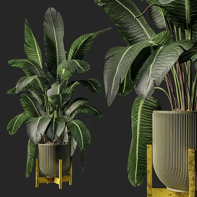 Dark Green Large Leaf Potted Plants In Golden Decorated Tall Stand Flower Pots 3d model
