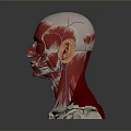 Medical Device 3D Model of Head Muscle and Skeletal Structure