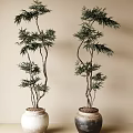 Decorative Bonsai Plants in White and Brown Ceramic Pots for Indoor Decoration