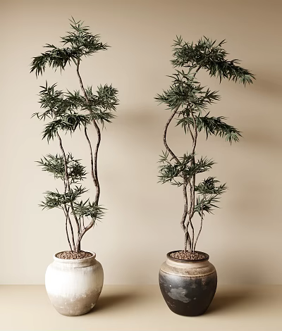 Decorative Bonsai Plants in White and Brown Ceramic Pots for Indoor Decoration 3d model