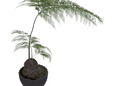 Indoor Plant Combination With Fern Like Leaves And Bulbous Base In Black Pot 3d model
