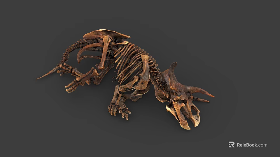 Highly Detailed Triceratops Skeleton 3D Model With Realistic Bone Structure 3d model 
