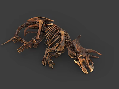 Highly Detailed Triceratops Skeleton 3D Model With Realistic Bone Structure 3d model