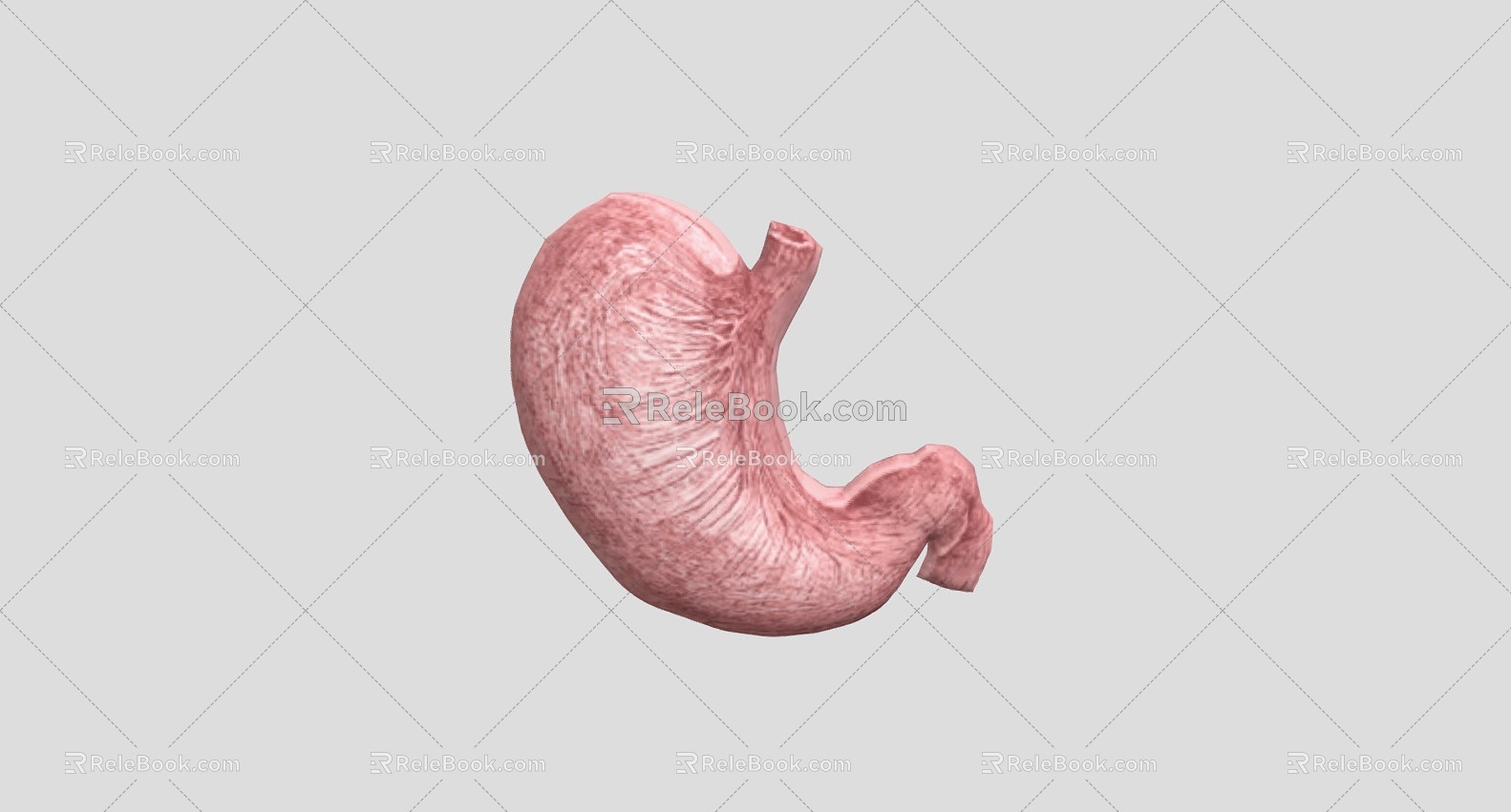 Stomach Human Organs Human Viscera model