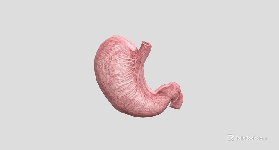 Realistic 3D Game Character Stomach Model With Pink Textured Surface and Gray Background 3d model 
