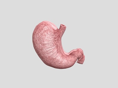 Stomach Human Organs Human Viscera model