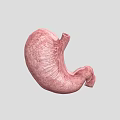 Realistic 3D Game Character Stomach Model With Pink Textured Surface and Gray Background