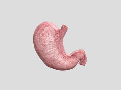 Realistic 3D Game Character Stomach Model With Pink Textured Surface and Gray Background 3d model