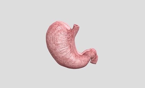 Stomach Human Organs Human Viscera 3d model