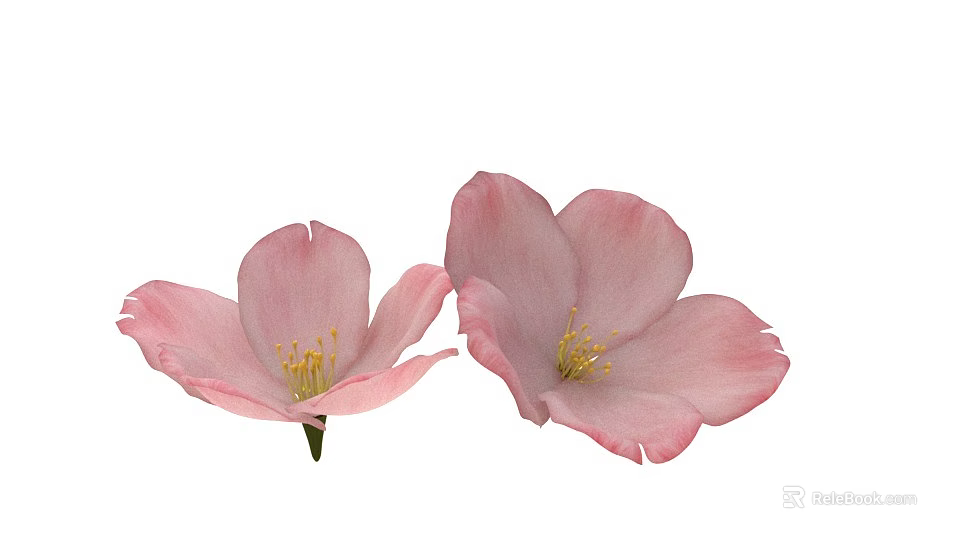 Two Beautiful Pink Flower Blooms With Delicate Petals And Yellow Stamens 3d model 
