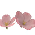 Two Beautiful Pink Flower Blooms With Delicate Petals And Yellow Stamens