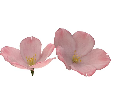 Two Beautiful Pink Flower Blooms With Delicate Petals And Yellow Stamens 3d model
